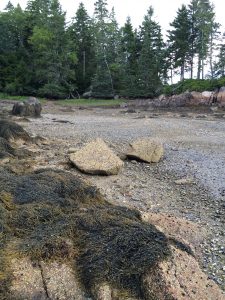 Scallops beach:low tide 2 copy