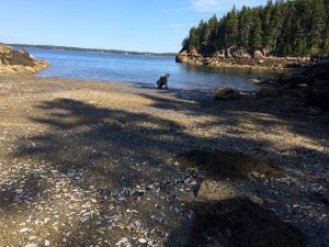 Scallops beach:low tide 6 copy